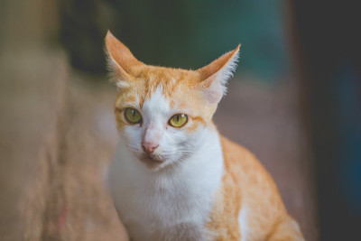 橙色小猫坐着，眼睛看着