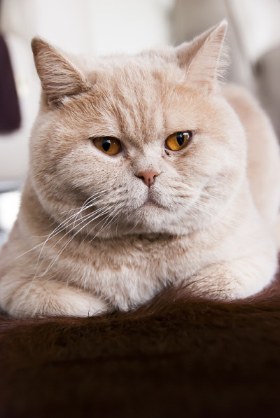 英国短毛猫奶油