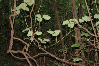 红树林植物