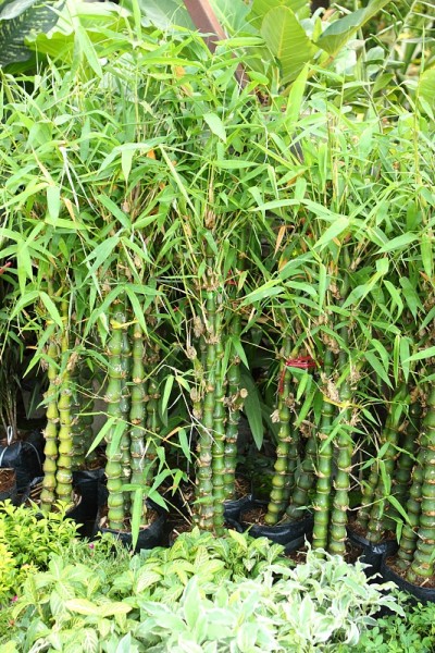 小竹