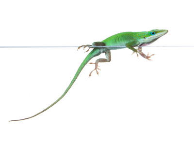 卡洛琳蜥蜴(Anolis carolinensis)坐着