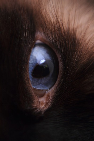 漂亮的蓝色猫眼