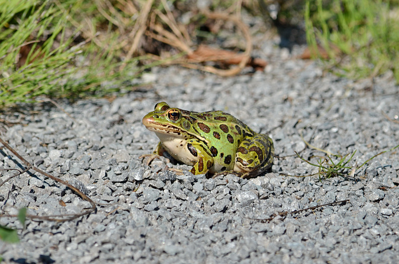 北部豹蛙