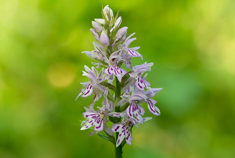 花兰(dactylorhiza fuchsii)