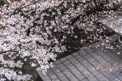 旭山公园里盛开的樱花
