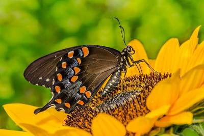 凤蝶(Papilio trolius)