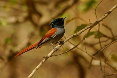 非洲天堂flycatcher / Terpsiphone viridis