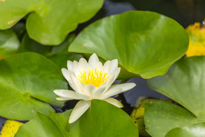 睡莲花