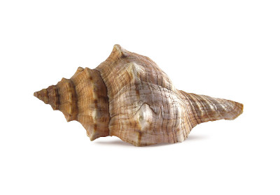 热带海贝壳