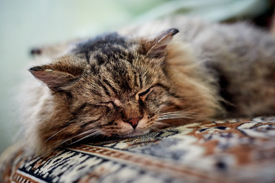 睡觉的猫头靠近