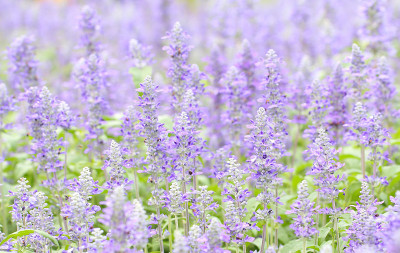 蓝色鼠尾草花