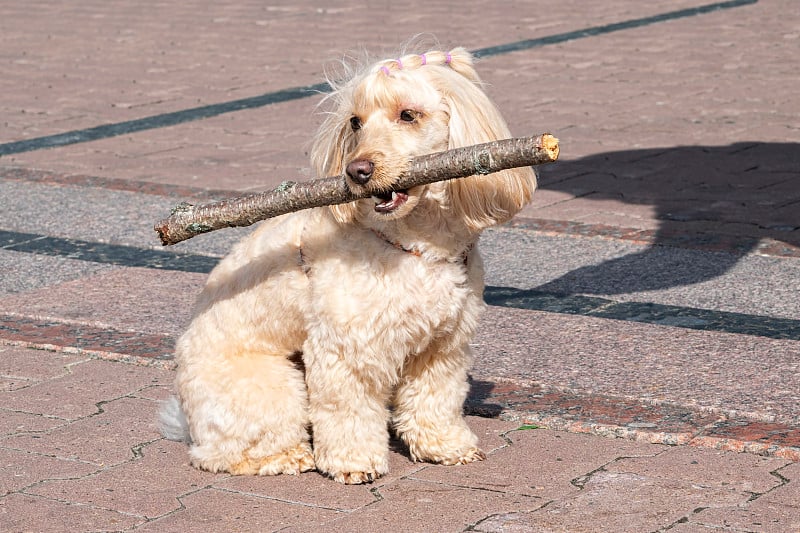 浅棕色的马尔蒂普贵宾犬。一只玩具贵宾狗叼着一根棍子走在人行道上。狗游戏，狗训练。