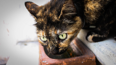 美丽的颜色的猫