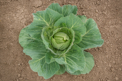 在野外种卷心菜。