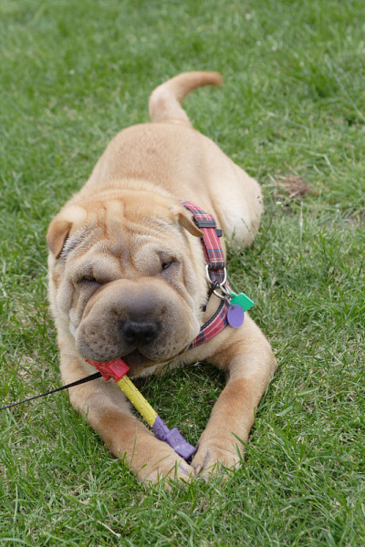 sharpei狗