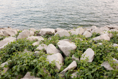 莱茵河