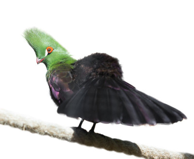 几内亚turaco