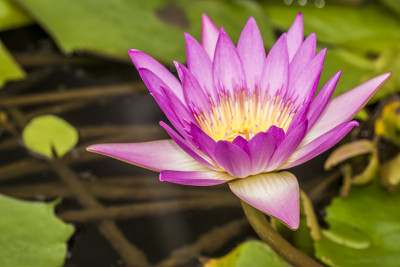 莲花