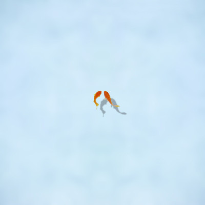 金鱼