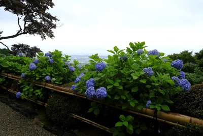 绣球花，Ukyo Ward，日本京都