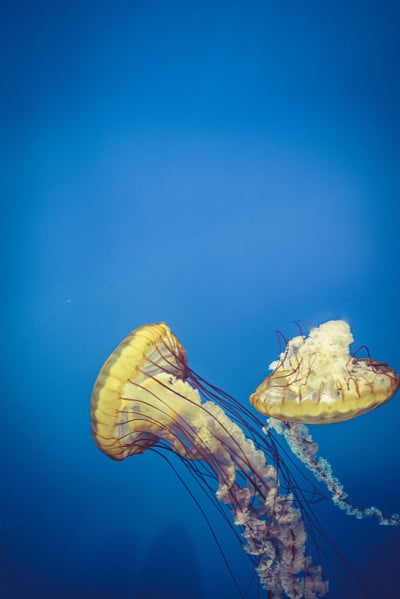 蓝色海水中的水母特写镜头