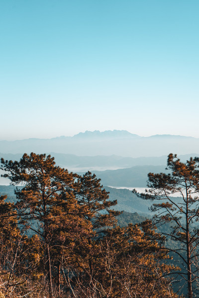 清晨的山水和松树