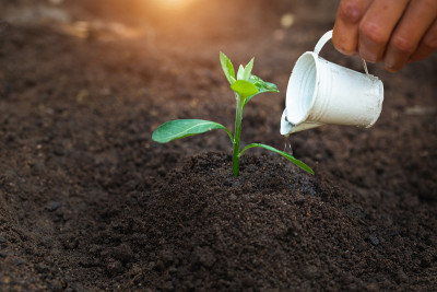 Hand watering the seedlings will be a healthy tree