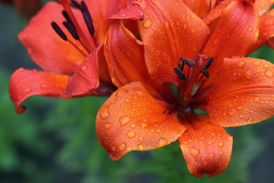 百合花，百合花的雨滴特写