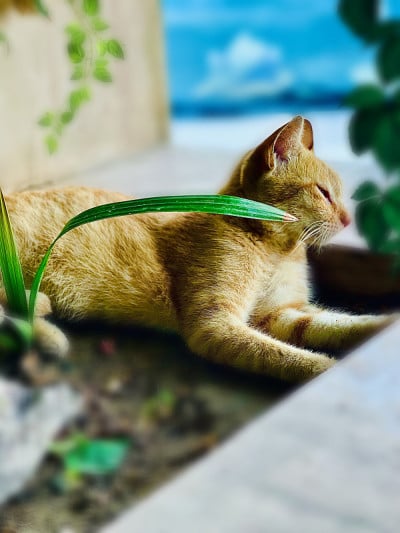 献媚的小猫