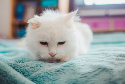 白色的猫。