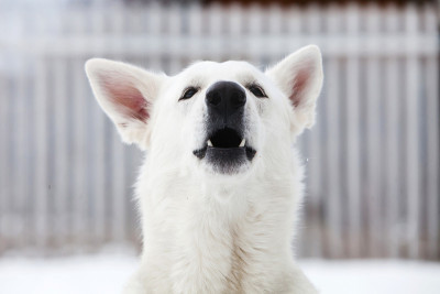 白瑞士牧羊犬吠叫