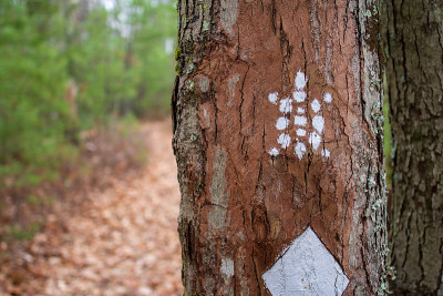 Sheltowee Trace trail blaze