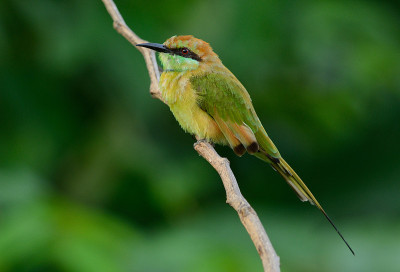 绿食蜂鸟(Merops orientalis)