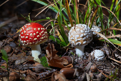 Amanita pantherina和Amanita muscaria
