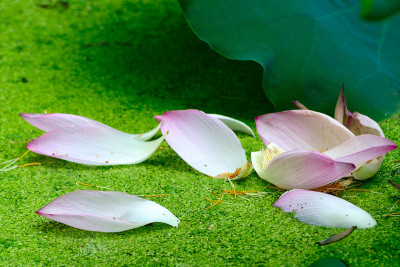 落的花瓣