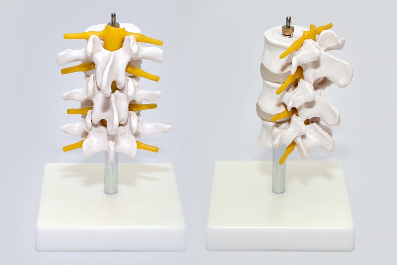 用于临床手术的人体脊柱塑料模型。关节和神经的解剖模型。神经内科部分人工腰椎模型。医疗，健康，身体护理
