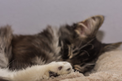 缅因猫猫睡在前景的爪子