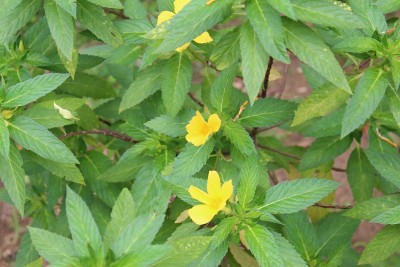 微距拍摄的黄色接骨木或喇叭藤花与叶。它的学名是Tecoma stans，俗称黄喇叭灌木，黄铃铛，姜汤