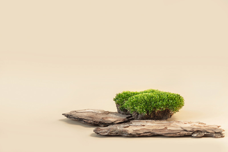 蜡笔背景上的树皮和苔藓组成。有机化妆品的抽象平台。用于展示和展览的天然展位。