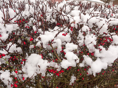 白雪覆盖的红莓丛背景拉近了大自然的冬天