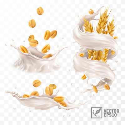 3d现实矢量溅牛奶或酸奶与小麦谷物和耳朵
