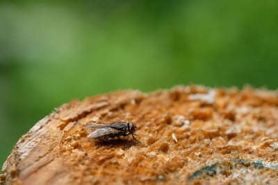 昆虫、狗或钉蝇在木头上