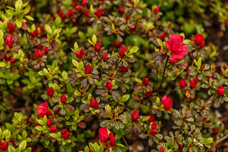 杜鹃花(rhododendron)的花背景