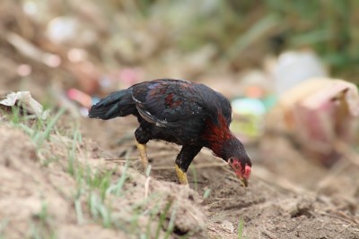 红junglefowl