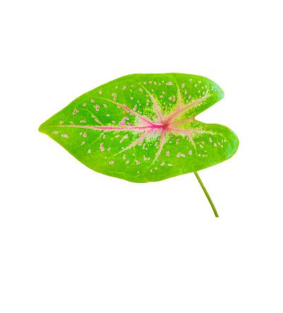 花萼双色叶植物，美丽多彩，孤立在白色背景上