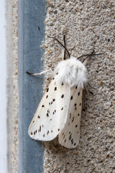 白貂蛾(Spilosoma luicipeda)