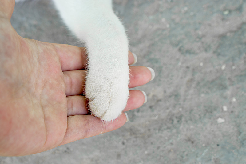 猫爪在人的手掌上。温顺的猫。