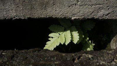 花园里的野生植物和灌木