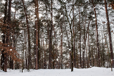 阳光下白雪覆盖的森林湖。风景优美的风景