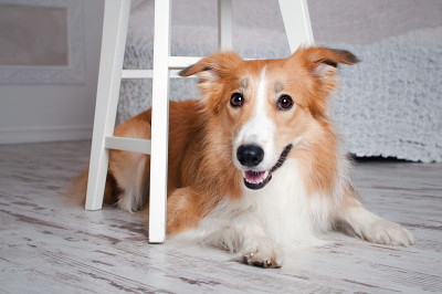 边境牧羊犬的肖像在工作室